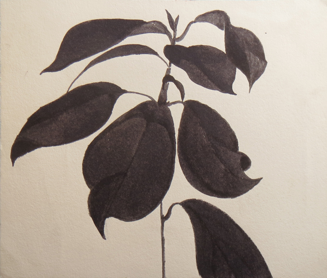 Watercolour avocado
